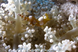 Squat Anemone Shrimp by Hansruedi Wuersten 